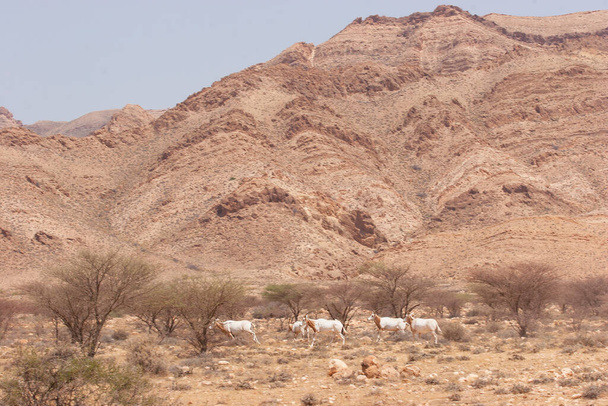 κοπάδι από σίμιταρ κερασφόρο ρίγη, Oryx dammah, περπατώντας κάτω από τις φοβίες τρίβει στην έρημο Σαχάρα - Φωτογραφία, εικόνα