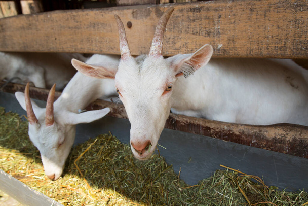 милые маленькие козы на ферме. - Фото, изображение