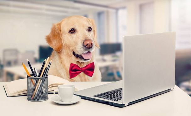dog with laptop and cup of coffee on color background - Fotó, kép