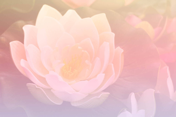 розмита красива квітка лотоса в градієнтному фільтрі
 - Фото, зображення