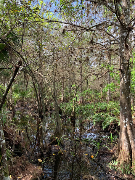 Fern Forest atravessa a planície de inundação original Cypress Creek em Florifa - Foto, Imagem