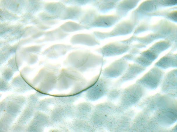 conchas marinas bajo el agua. - Foto, Imagen