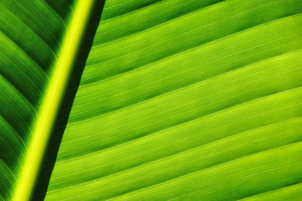Palmeira folha fundo - Foto, Imagem