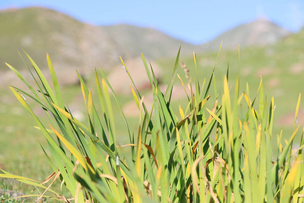 Зеленая трава, выращенная в поле - Фото, изображение