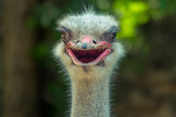 A head of an Ostrich on a blurry nature background - Foto, afbeelding