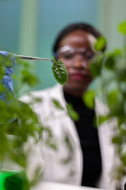 Gros plan d'un chercheur afro-américain tenant un échantillon de feuilles vertes - Photo, image