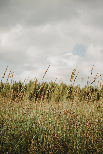 A vertical shot of a field of wheat under a cloudy sky - Foto, Imagen
