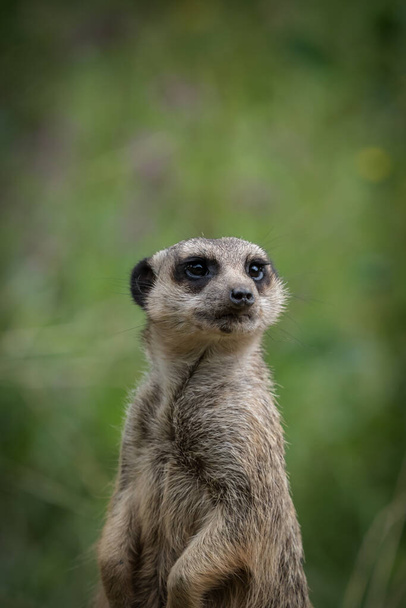 Un retrato de un suricata buscando algo - Foto, imagen