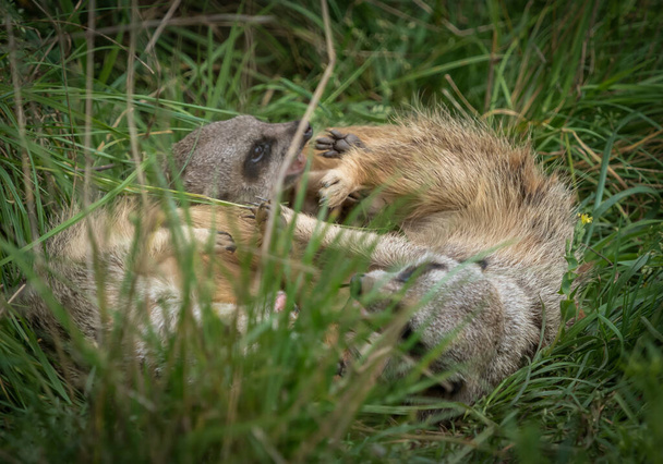 The two meerkats lying on a green grass - Photo, image