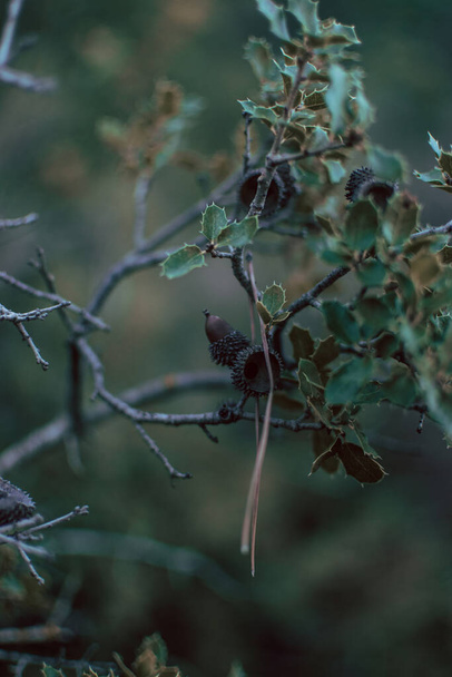 A vertical shot of kermes oak bush with acorn fruits at a - Foto, immagini