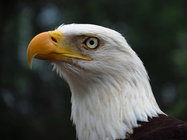 A closeup shot of an eagles head - Photo, Image