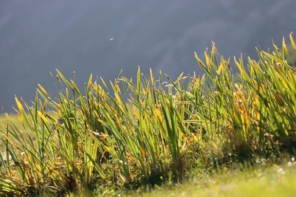 Green grass grown in the field - Foto, Imagen