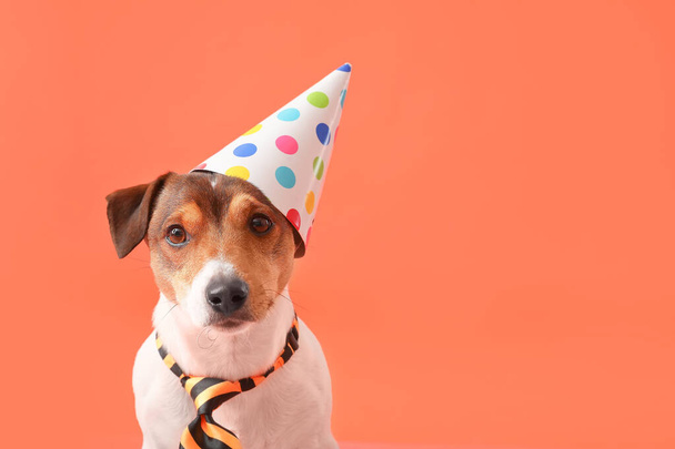Αξιολάτρευτο σκυλί στο καπέλο κόμμα στο φόντο χρώμα - Φωτογραφία, εικόνα