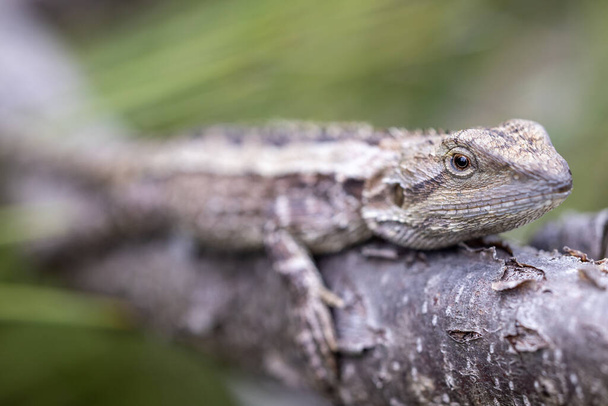 Close up of Australian Jacky Lizard - Photo, Image