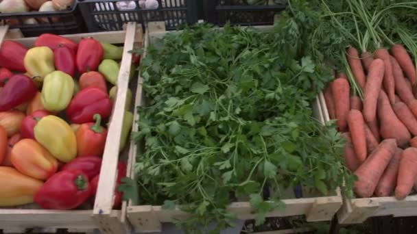 Vegetables on the market counter. Smooth camera movement along the vegetable crates: carrot, parsley, peppers, pumpkins, corn, eggplants. - Footage, Video