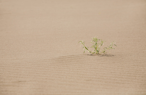 bush on the sand - Foto, afbeelding