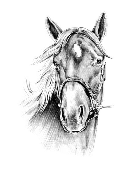 rysunek ołówkiem głowa konia odręczne - Zdjęcie, obraz