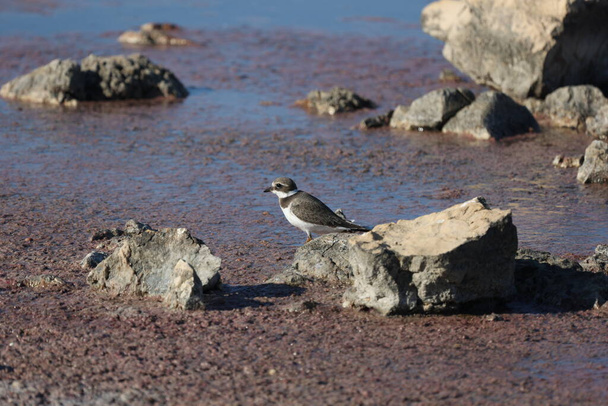 Charadrius dubius walks in shallow water in search of food - Photo, Image