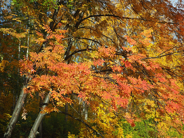 Autumn. Rowan red leaves. - Photo, Image