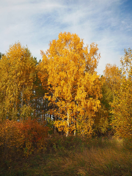 Autumn. Autumn trees in the park. Fallen leaves. Abandoned path. Russia, Ural, Perm region   Elovo - Foto, Bild