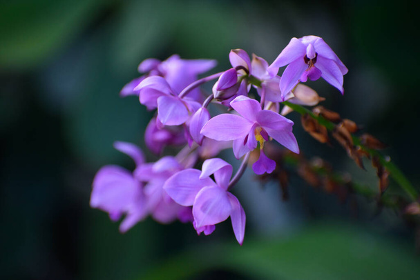 Orquídeas terrestres em um jardim da Flórida - Foto, Imagem