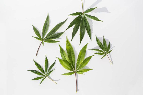 Zöld marihuána növények elszigetelt fehér háttér - Fotó, kép