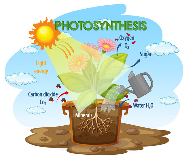 Schema che mostra il processo di fotosintesi nell'illustrazione vegetale - Vettoriali, immagini