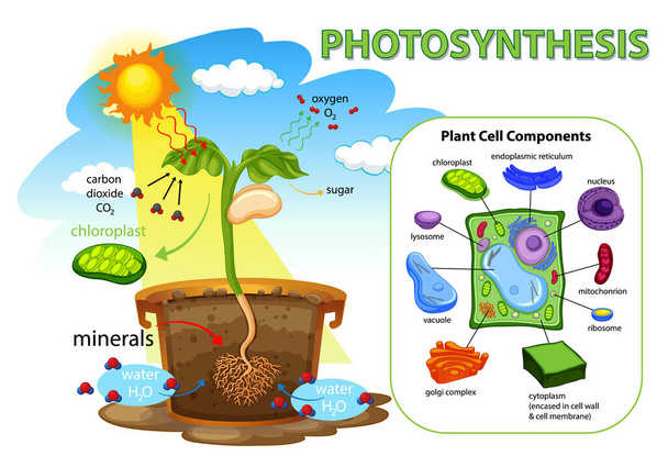Schema van het fotosyntheseproces bij de illustratie van planten - Vector, afbeelding