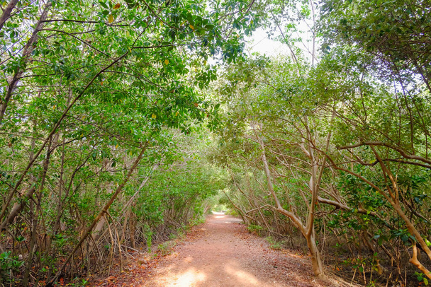 Lateritic soil walkway in the mangrove forest - Photo, image