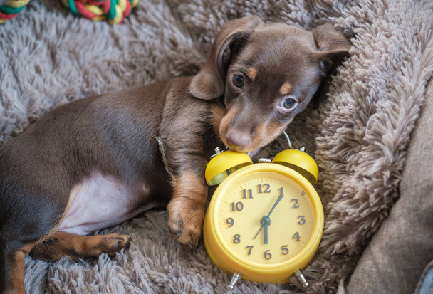 黄色のヴィンテージ目覚まし時計で遊んで少し面白いdachshund子犬 - 写真・画像