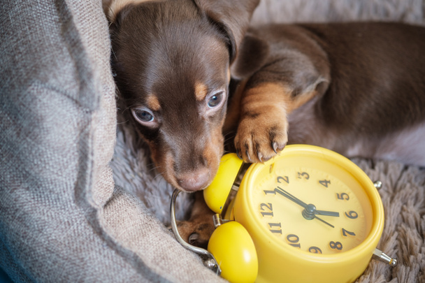 Küçük komik dachshund köpek yavrusu sarı antika çalar saatle oynuyor. - Fotoğraf, Görsel