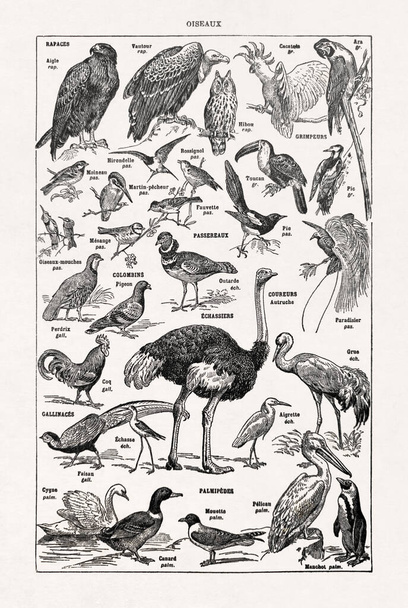 Ancienne illustration sur les oiseaux imprimée dans un dictionnaire français en 1899. - Photo, image