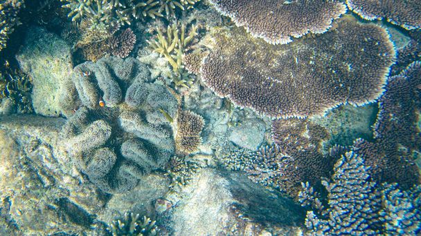 Underwater view of corals in shallow water reef under visible sunlight. Selective focus points. Blurred background - Photo, Image