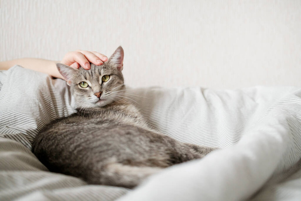 La anfitriona acaricia suavemente a su gato en la piel. La relación entre un gato y una persona. El gato de rayas grises yace en la cama con la mano de la mujer sobre un fondo gris. - Foto, imagen