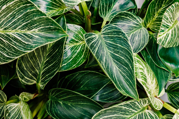 Plant leaves Philodendron White Measure Birkin - top view. Beautiful green background of living plants. - Photo, Image