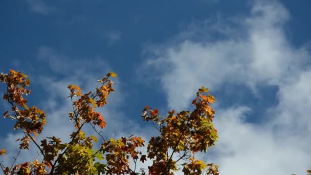 Geel, oranje, groen, rode bladeren van de boom zwaaien in de wind op de achtergrond van de blauwe lucht. Herfstconcept. Herfst blad met kopieerruimte. Maple boom met veelkleurige takken in herfstjurk. - Video