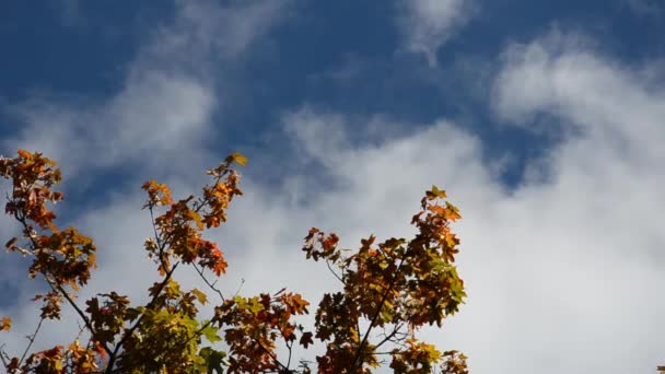 Sárga, narancssárga, zöld, piros levelű fák ringatóznak a szélben a kék ég hátterében. Őszi koncepció. Őszi lombozat fénymásolási hellyel. Juharfa sokszínű ágakkal őszi ruhában. - Felvétel, videó