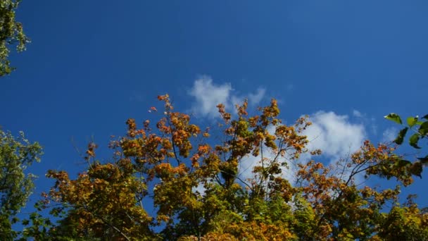 Geel, oranje, groen, rode bladeren van de boom zwaaien in de wind op de achtergrond van de blauwe lucht. Herfstconcept. Herfst blad met kopieerruimte. Maple boom met veelkleurige takken in herfstjurk. - Video