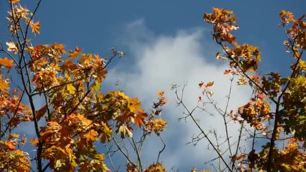 Žluté, oranžové, zelené, červené listy stromu se houpají ve větru na pozadí modré oblohy. Podzimní koncept. Podzimní listoví s kopírovacím prostorem. Javor s pestrobarevnými větvemi v podzimních šatech. - Záběry, video