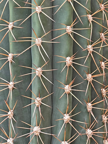 planta de cactus de primer plano en la naturaleza - Foto, Imagen