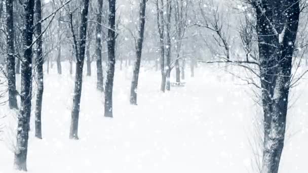 Kış ormanı Noel tatili arka planı, kar yağışı ve karla kaplı ağaçlar - Video, Çekim
