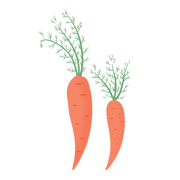 Векторная коллекция моркови в стиле мультика. Яркие овощи морковь изолированы на белом фоне. - Вектор,изображение
