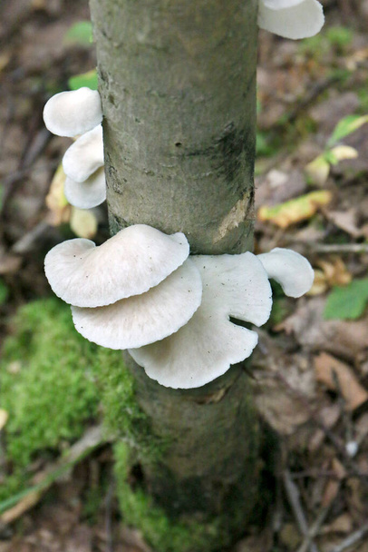 Pilze auf einem Baumstamm, Pilze auf einem Baum - Foto, Bild