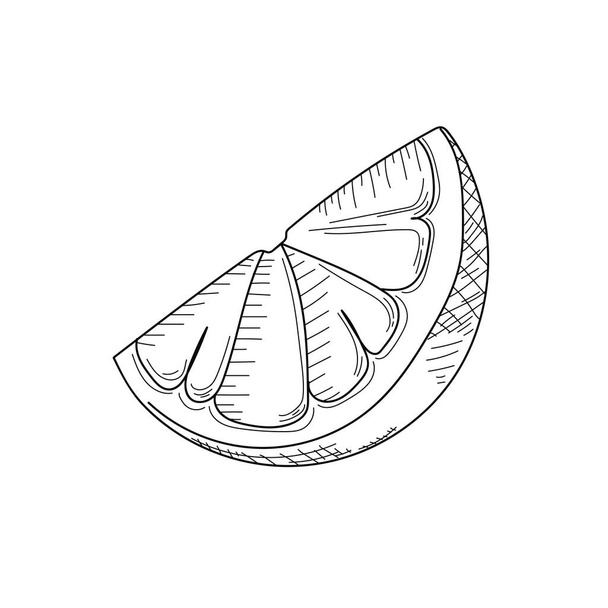 Drawing, engraving, ink, line art, vector illustration grapefruit or orange fruit slice sketch in silhouette on a white background. - Vector, Imagen