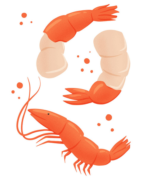 Frutos do mar saborosos frescos, ilustração desenhada à mão do vetor dos camarões. - Vetor, Imagem