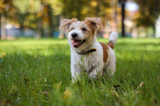 Portrait of Wire-haired Jack Russell Terrier on a background of yellow foliage in the park. - Valokuva, kuva