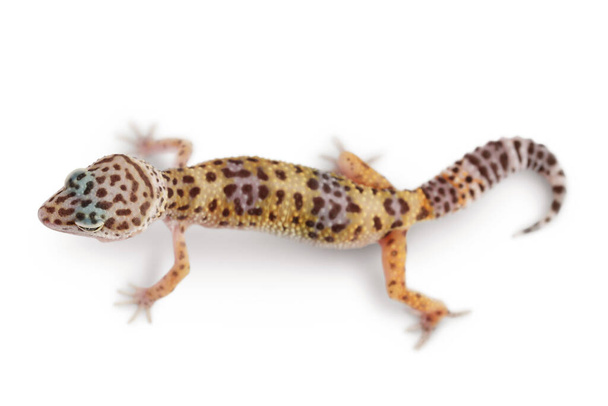 Leopard gecko tai Eublepharis macularius eristetty valkoisella pohjalla leikkausreitillä ja täydellä syvyydellä. Huippunäkymä. Litteä - Valokuva, kuva