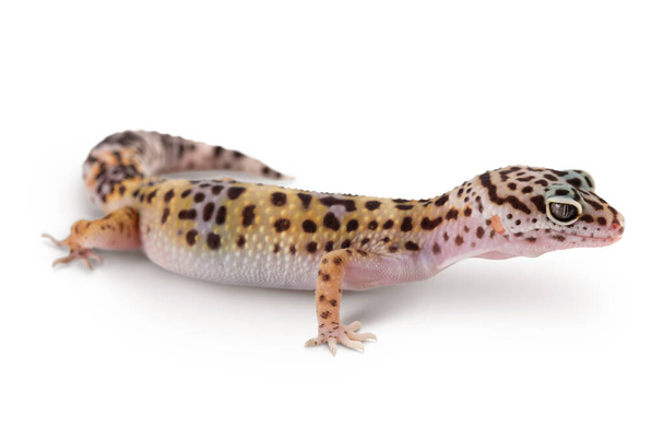 Leopard gecko ή Eublepharis macularius απομονωμένο σε λευκό φόντο με μονοπάτι απόληξης και πλήρες βάθος πεδίου - Φωτογραφία, εικόνα