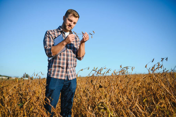 farmer agronomist in soybean field checking crops before harvest. Organic food production and cultivation. - Fotoğraf, Görsel