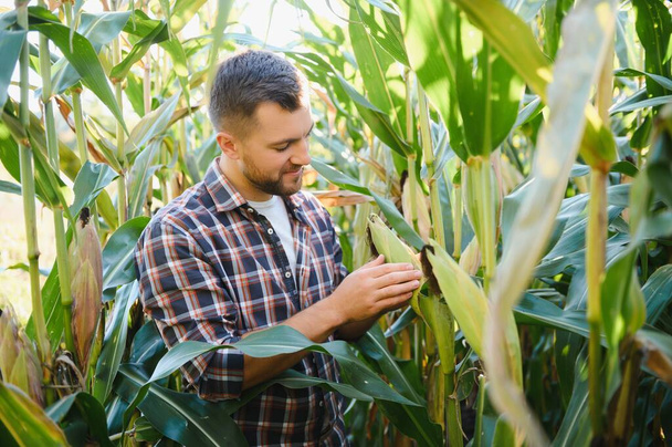 Farmer checking on corn crops - Photo, image